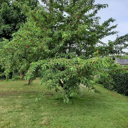 Kirschenknupp Appartement