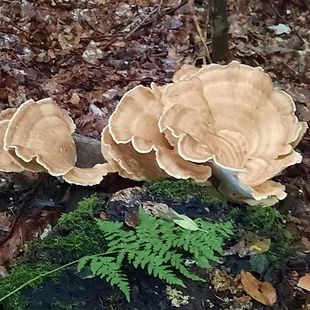 Appartement Kirschenknupp Hellendorf