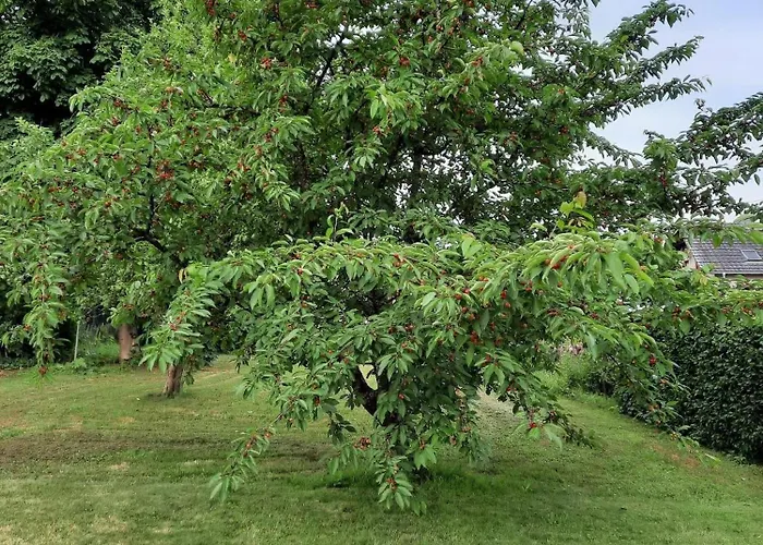 Kirschenknupp Apartamento