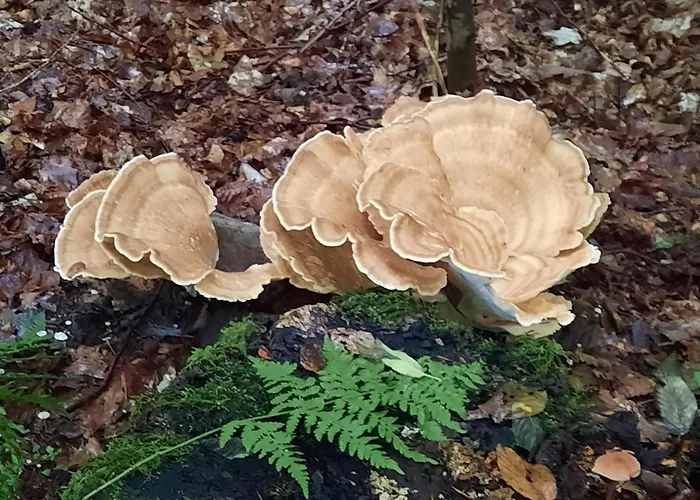 Apartamento Kirschenknupp Hellendorf